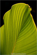 Tropical Impressions from Belize