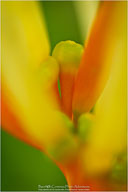 Tropical Impressions from Belize