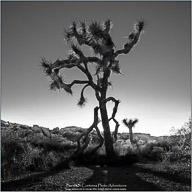 Joshua Tree National Park