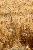 Palouse, Echoes of Tuscany