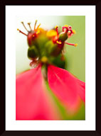 Print Pricing Gallery
